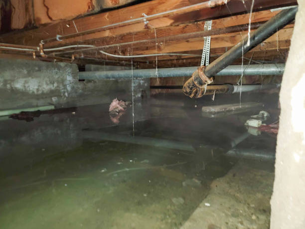 Best Basement water damage restoration  in River Heights, UT